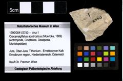 Foto (Objekt + Etiketten) von Cracensigillatus acutirostrus (Moericke, 1889) 